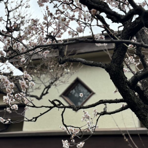 【クラウドファンディング】セカンドゴールに挑戦中です！